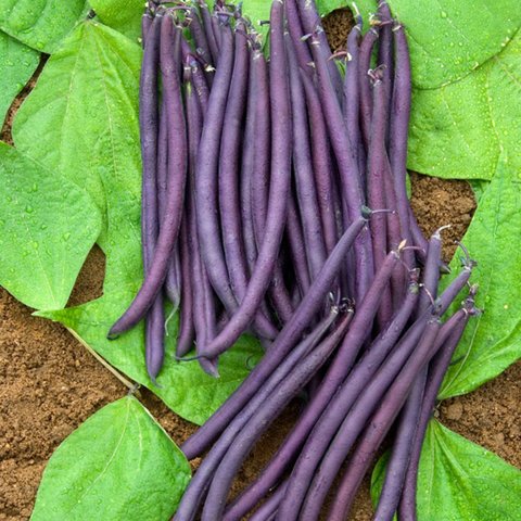 Kings Dwarf French Bean Amethyst Seed