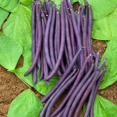 Kings Dwarf French Bean Amethyst Seed