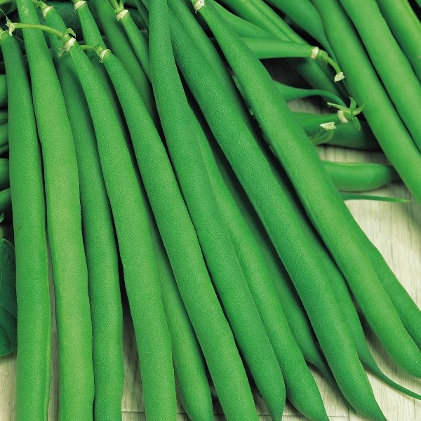 Kings Dwarf French Bean Annabel Seeds