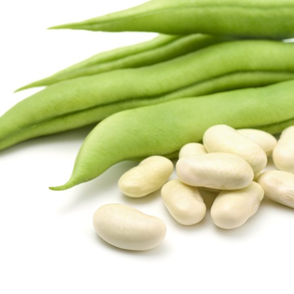 Kings Dwarf French Bean Cannellino Seeds