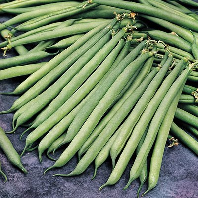 Kings Dwarf French Bean Safari Seeds