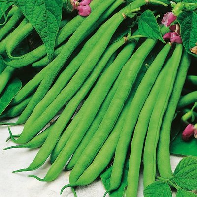 Kings Dwarf French Beans Tendergreen Seeds