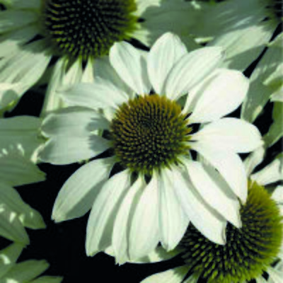 Kings Echinacea White Swan Prima Donna Seeds