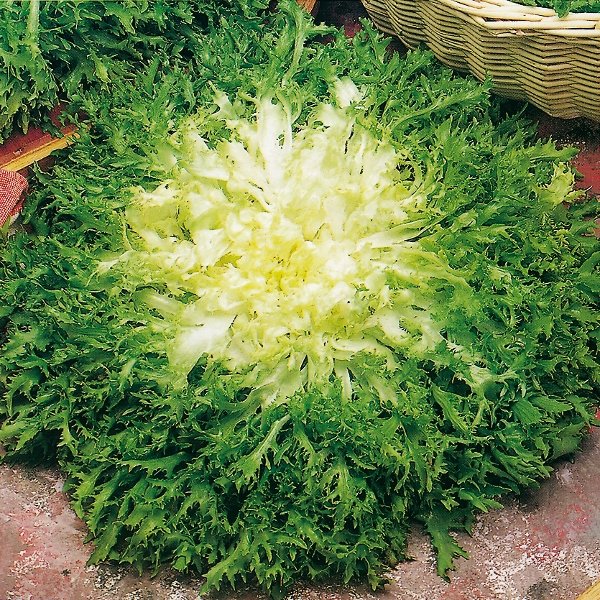 Kings Endive Pancalieri RHS Agm Seeds