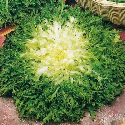 Kings Endive Pancalieri RHS Agm Seeds