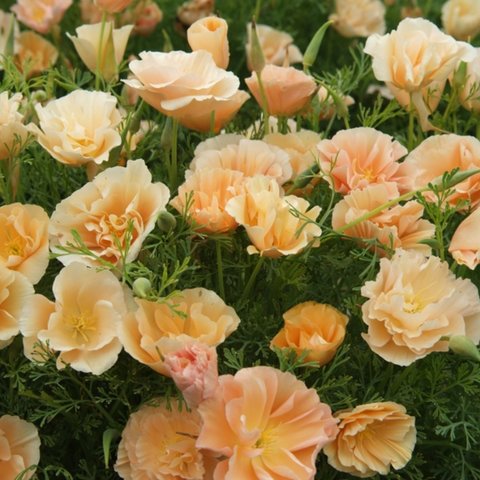 Kings Eschscholtzia Peach Sorbet Seed