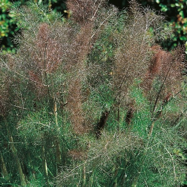 Kings Fennel Bronze Seeds