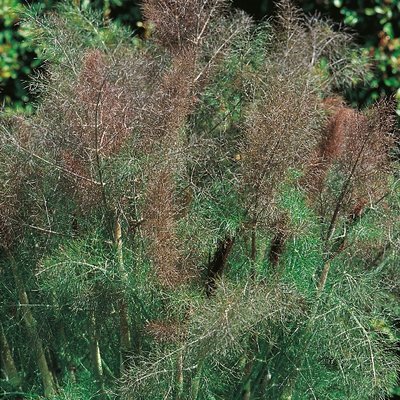 Kings Fennel Bronze Seeds