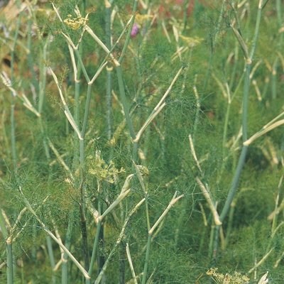 Kings Fennel Green Seeds