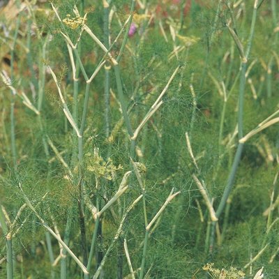 Kings Fennel Green Seeds