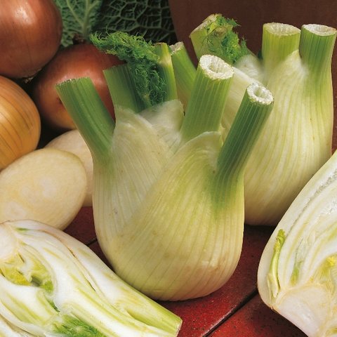 Kings Fennel Sweet Florence Seeds