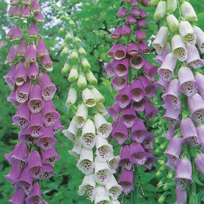 Kings Foxglove Excelsior Mixed Seed