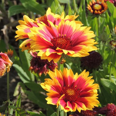 Kings Gaillardia Goblin Dwarf Seed
