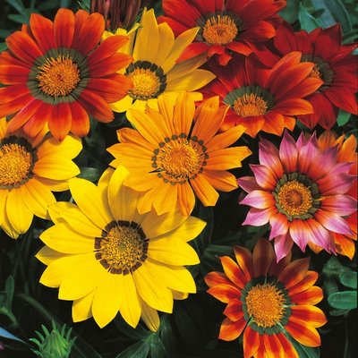 Kings Gazania Splendens Mixed Seed