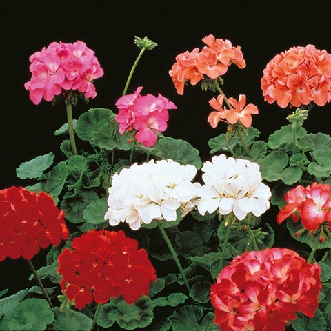 Kings Geranium  Paintbox F2 Seed