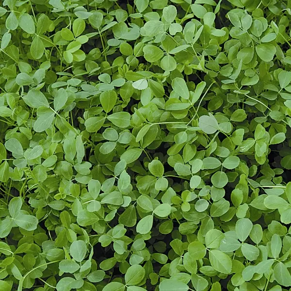 Kings Green Manure Alfalfa Seeds