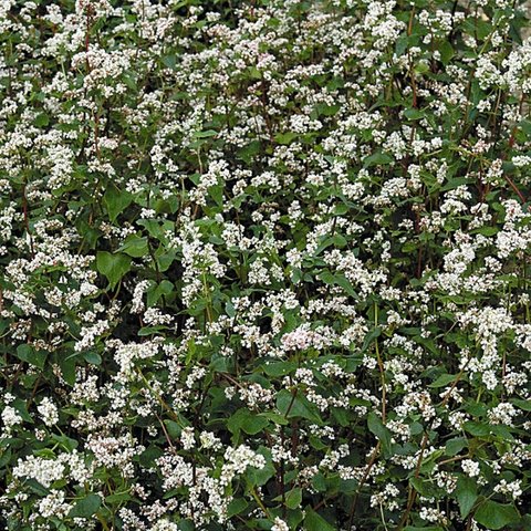 Kings Buckwheat Green Manure Seeds