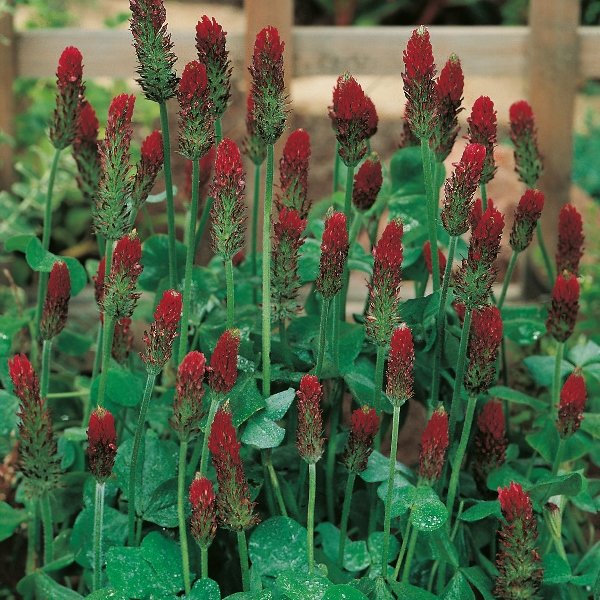 Kings Green Manure Crimson Clover Seeds