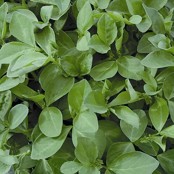 Kings Green Manure Field Beans