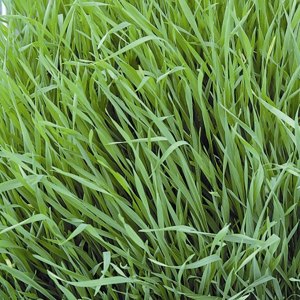 Kings Green Manure Grazing Rye Seeds