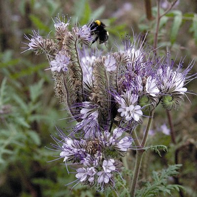 Kings Green Manure Phacelia Seeds