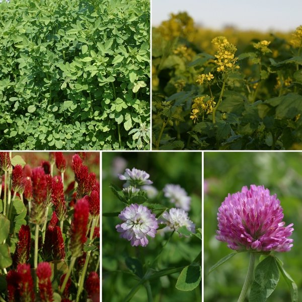 Kings Green Manure Summer Mix Seeds