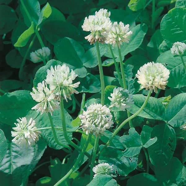 Kings Green Manure White Clover Seeds