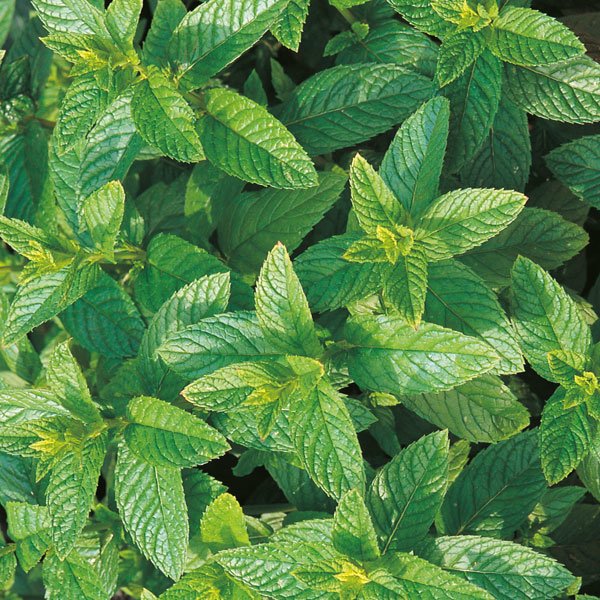 Suffolk Herbs Green Mint Seeds