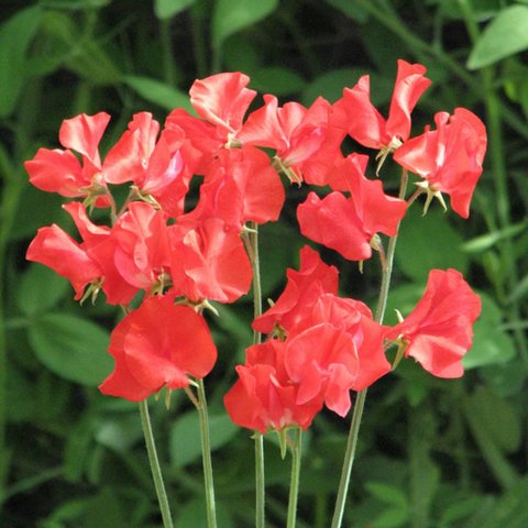 Kings Hannah Magovern sweet pea Seed