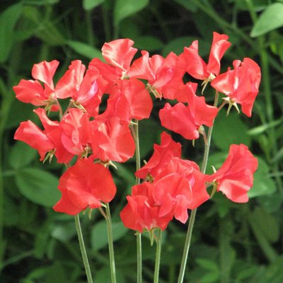 Kings Hannah Magovern sweet pea Seed