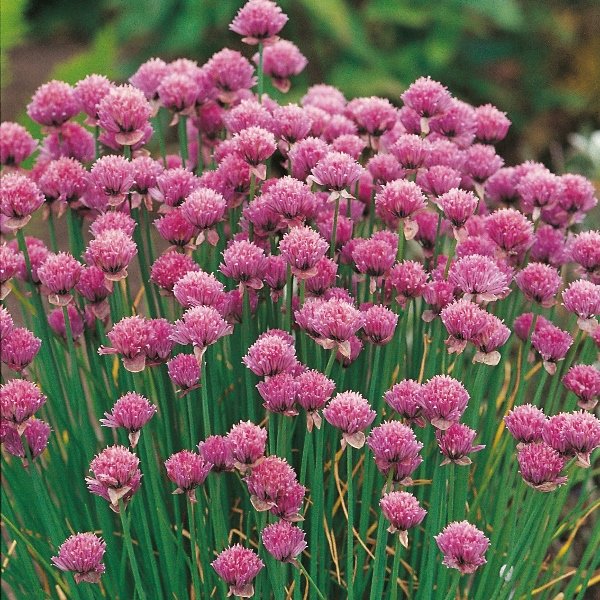 Kings Herb Chives Seeds