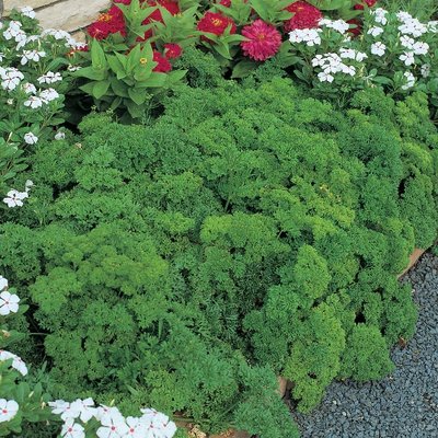 Kings Herb Parsley Extra Triple Curled Seeds