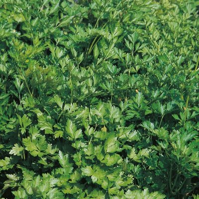 Kings Herb Parsley Plain Leaved 2 (French) Seeds