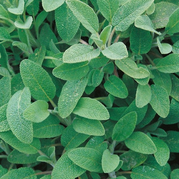 Kings Herb Sage Seeds Perennial