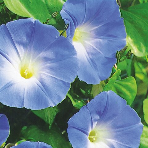 Kings Ipomoea Heavenly Blue Seed