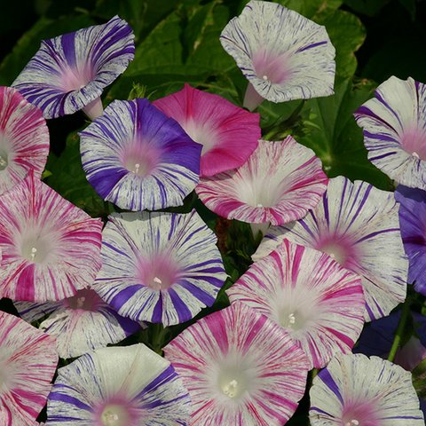 Kings Ipomoea Purpurea Carnevale Di Venezia Seed