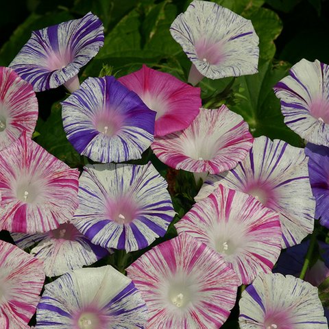 Kings Ipomoea Purpurea Carnevale Di Venezia Seed