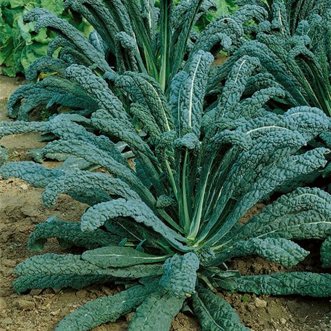 Kings Kale Nero Di Toscana Seeds