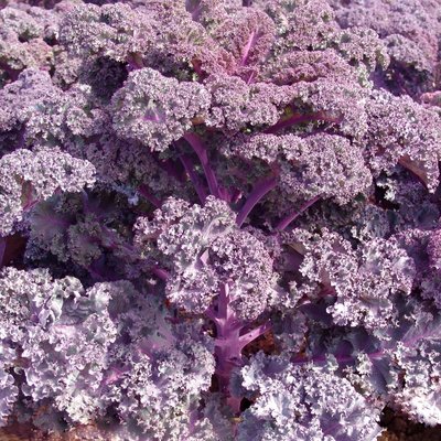 Kings Kale Scarlet Seeds