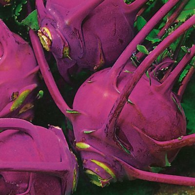 Kings Kohl Rabi Purple Delicacy Seeds