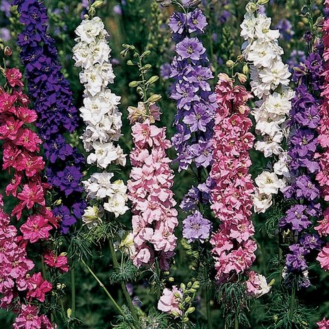 Kings Larkspur Sublime Mixed Seed