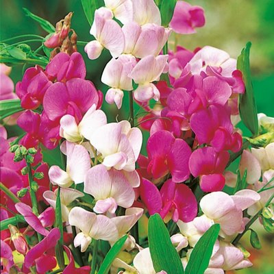 Kings Lathyrus Everlasting Sweet Pea Mix Seed