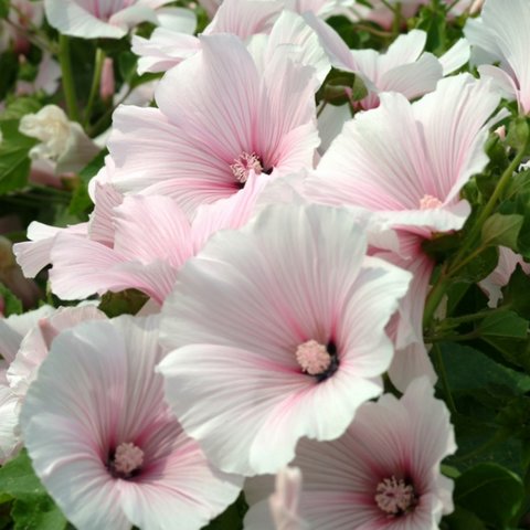 Kings Lavatera Dwarf Pink Blush Seed