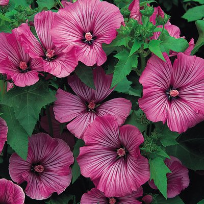 Kings Lavatera Loveliness Seed