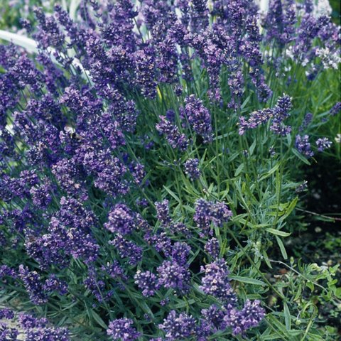Kings Lavender Munstead Dwarf Seed