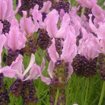 Kings Lavender Stoechas (French Lavender) Seed