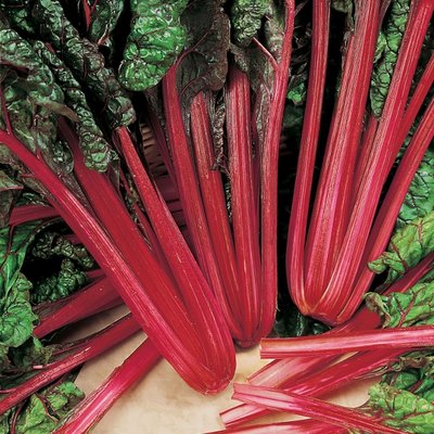 Kings Leaf Beet Rainbow Chard Seeds