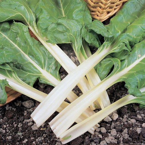 Kings Leaf Beet Swiss Chard Seeds