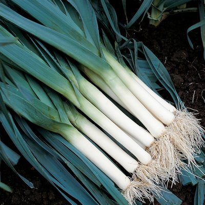 Kings Leek Atlanta Seeds