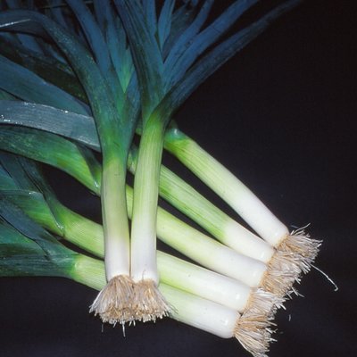 Kings Leek Bandit Seeds